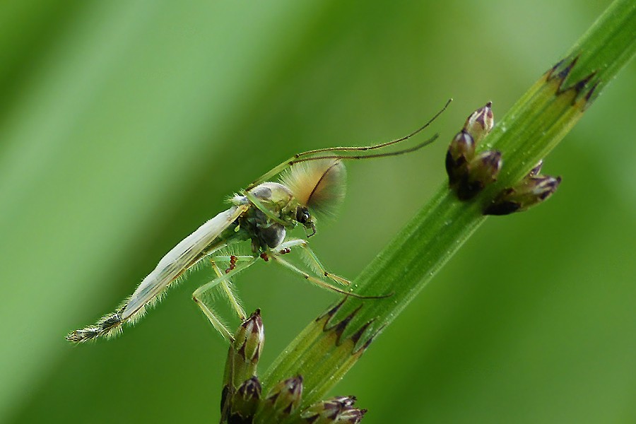 Chironomus riparius