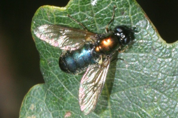 Chloromyia formosa