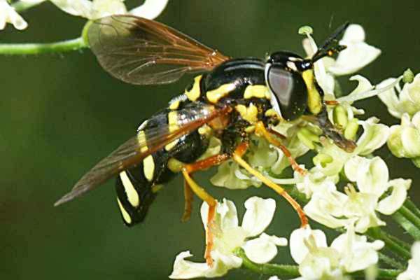 Späte Wespenschwebfliege