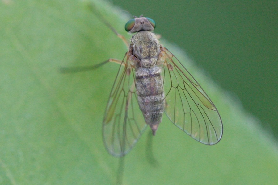 Chrysopilus asiliformis