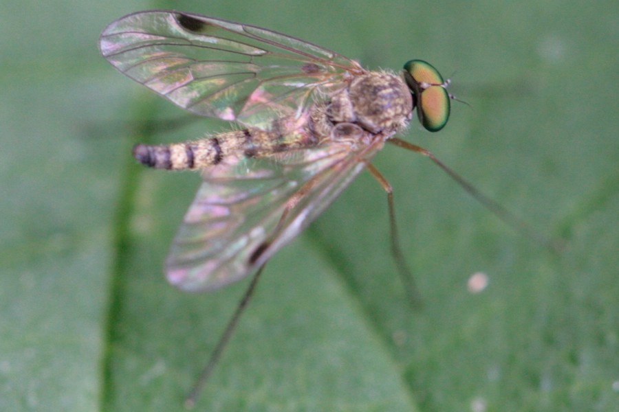 Chrysopilus asiliformis