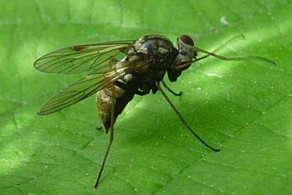 Kronen-Schnepfenfliege