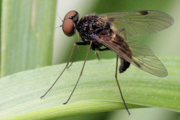 Kronen-Schnepfenfliege