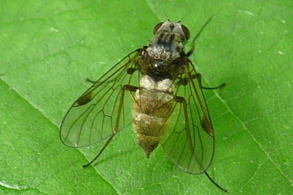 Kronen-Schnepfenfliege