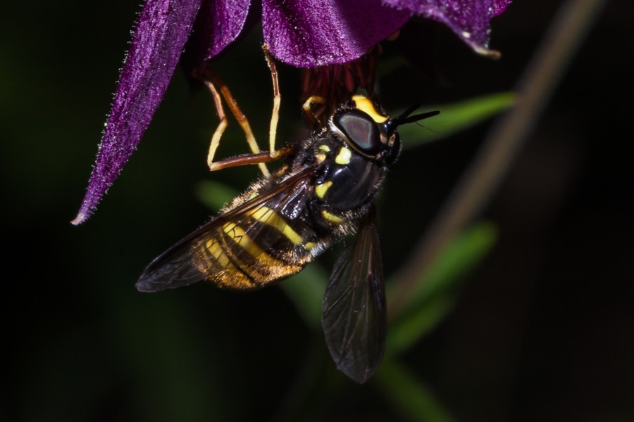 Große Wespenschwebfliege