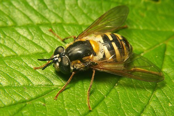 Chrysotoxum intermedium