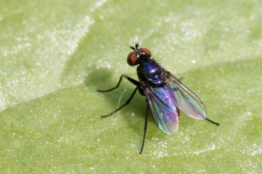 Insektenbox Chrysotus laesus (Bild 1)
