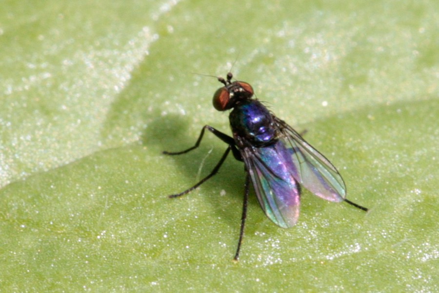 Chrysotus laesus