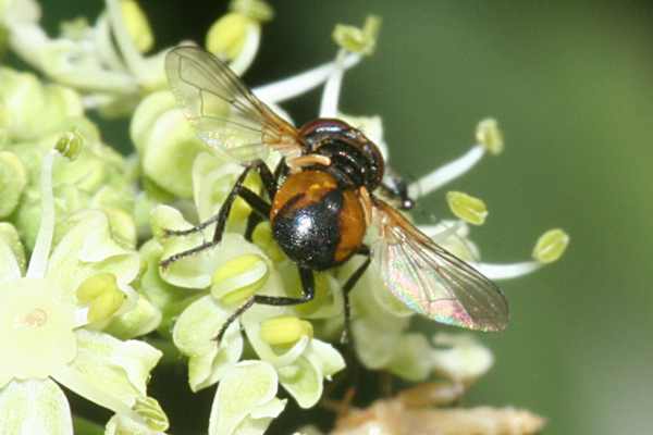 Cistogaster globosa