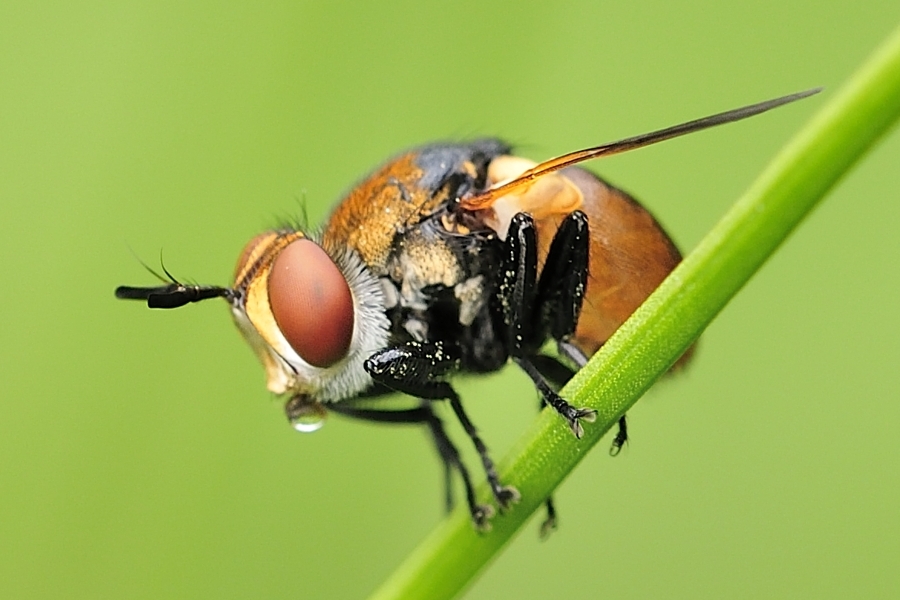 Cistogaster globosa