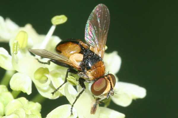 Cistogaster globosa