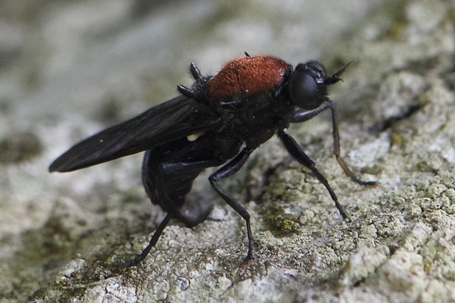 Clitellaria ephippium