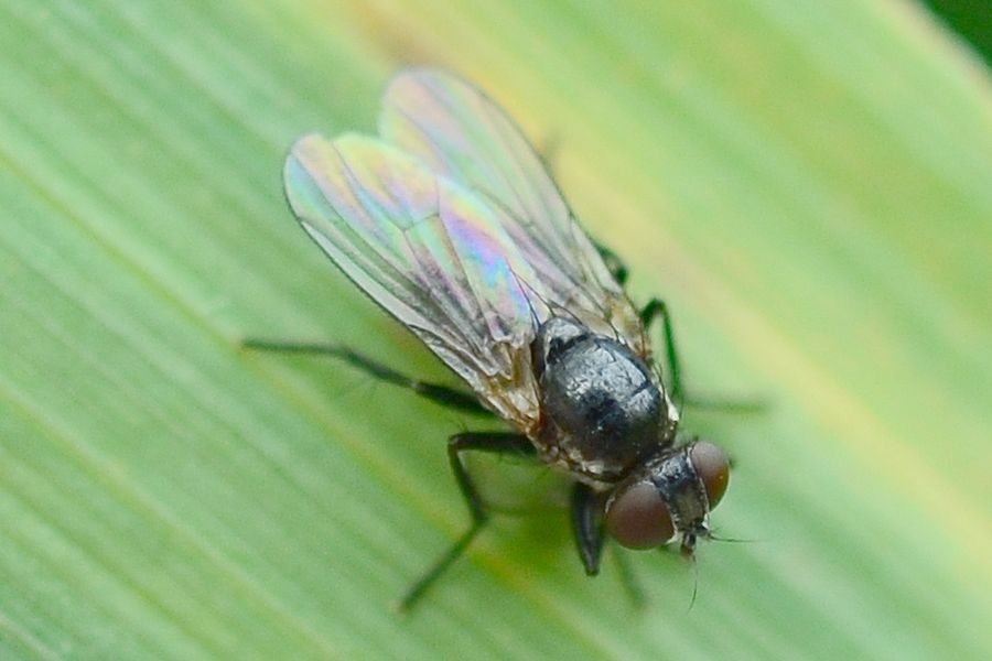 Coenosia atra