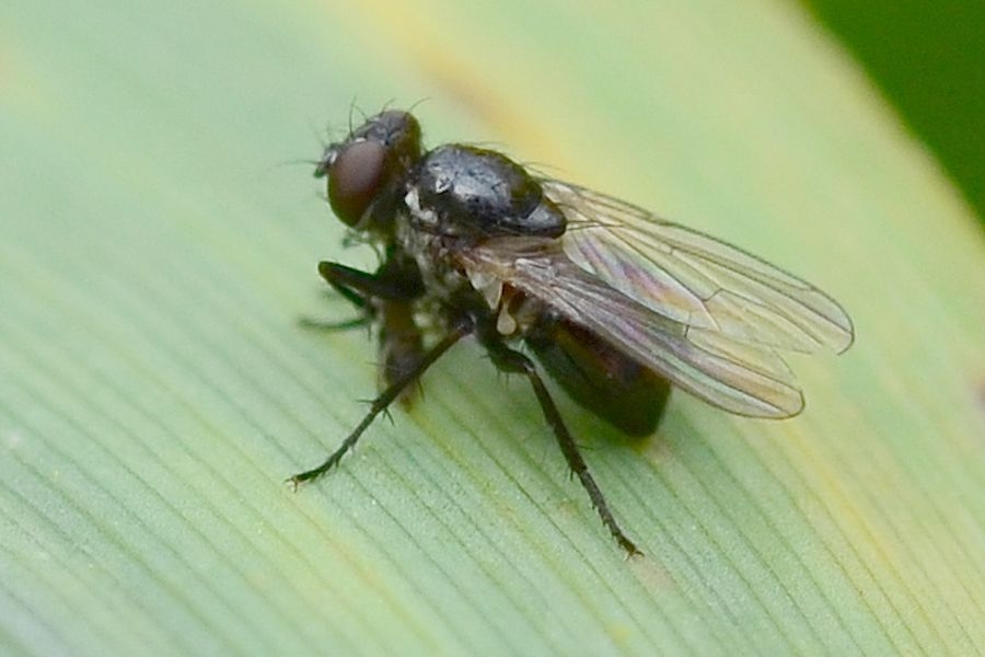 Coenosia atra