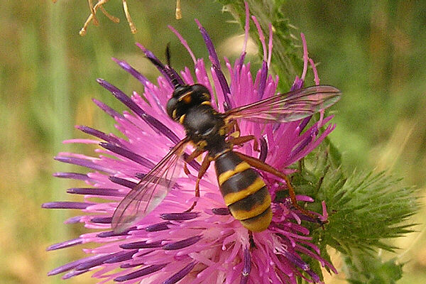 Conops quadrifasciatus