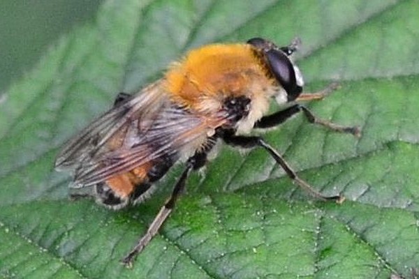 Criorhina floccosa