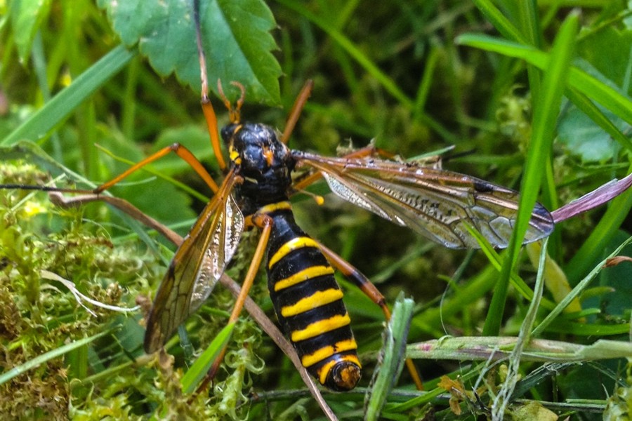 Ctenophora flaveolata