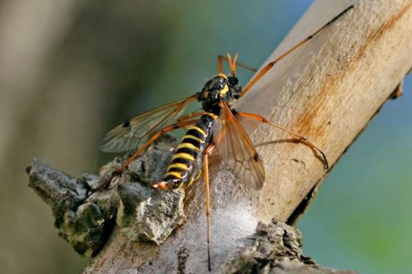 Ctenophora flaveolata