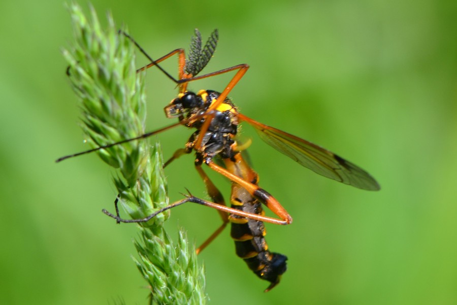 Ctenophora pectinicornis