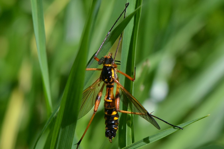 Ctenophora pectinicornis