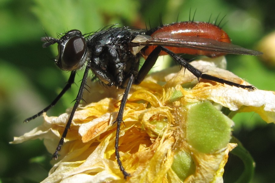 Cylindromyia bicolor