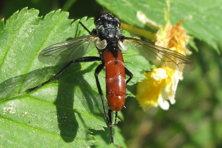 Cylindromyia bicolor