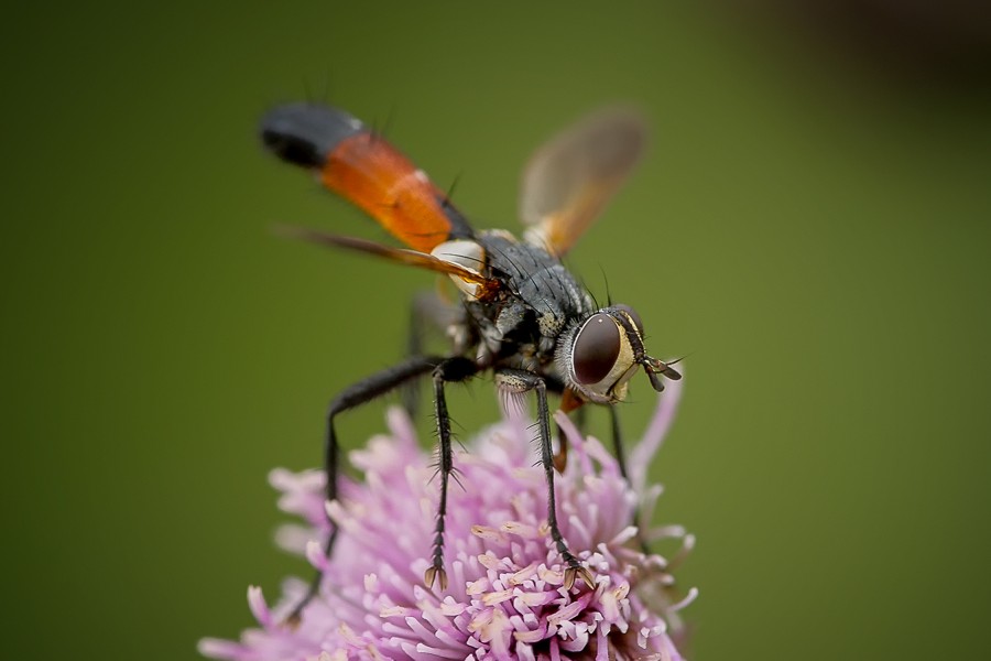 Cylindromyia brassicaria