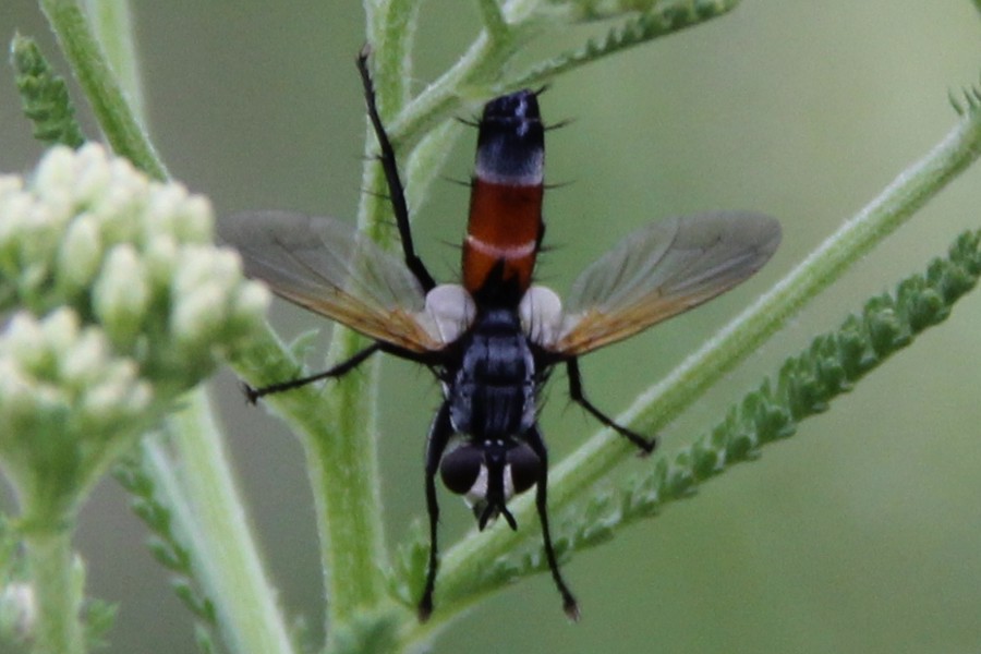 Cylindromyia brassicaria