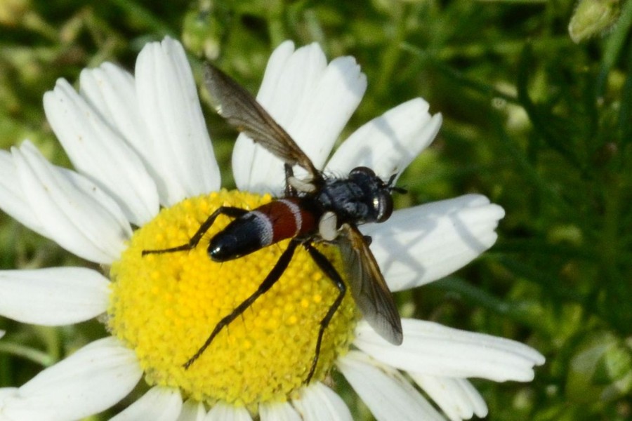 Cylindromyia intermedia