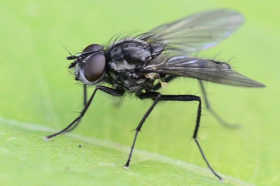 Kleine Kohlfliege