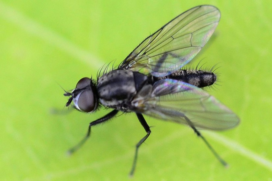 Kleine Kohlfliege