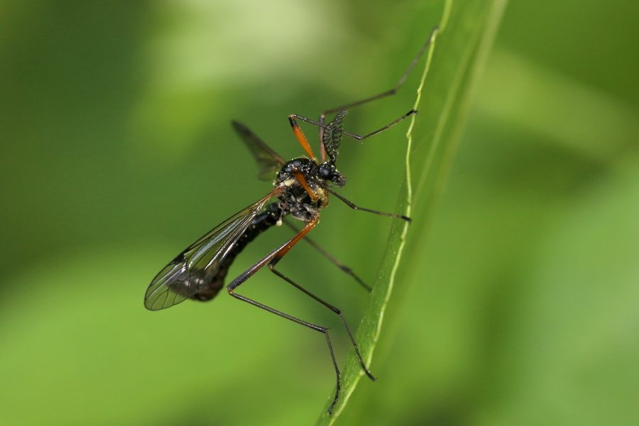 Dictenidia bimaculata