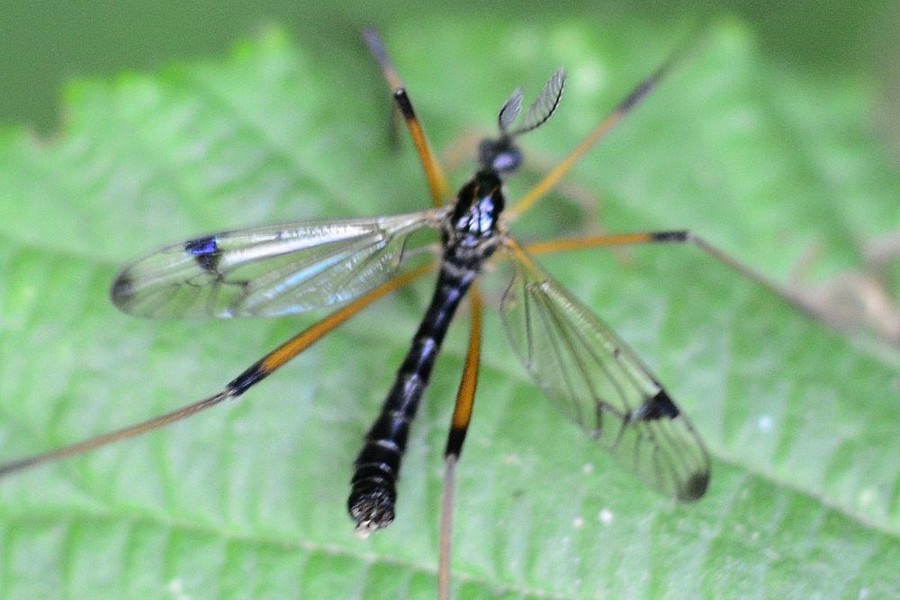 Dictenidia bimaculata