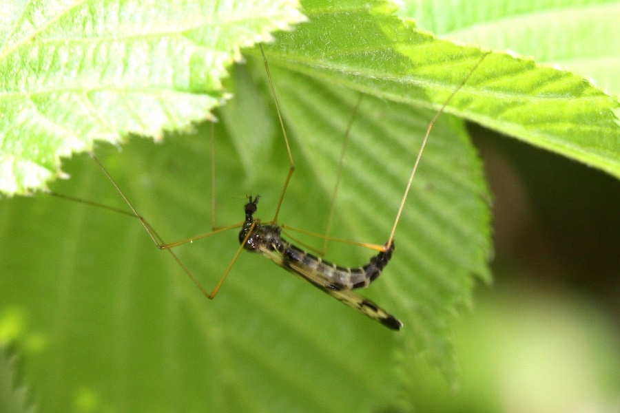 Dicranomyia ornata