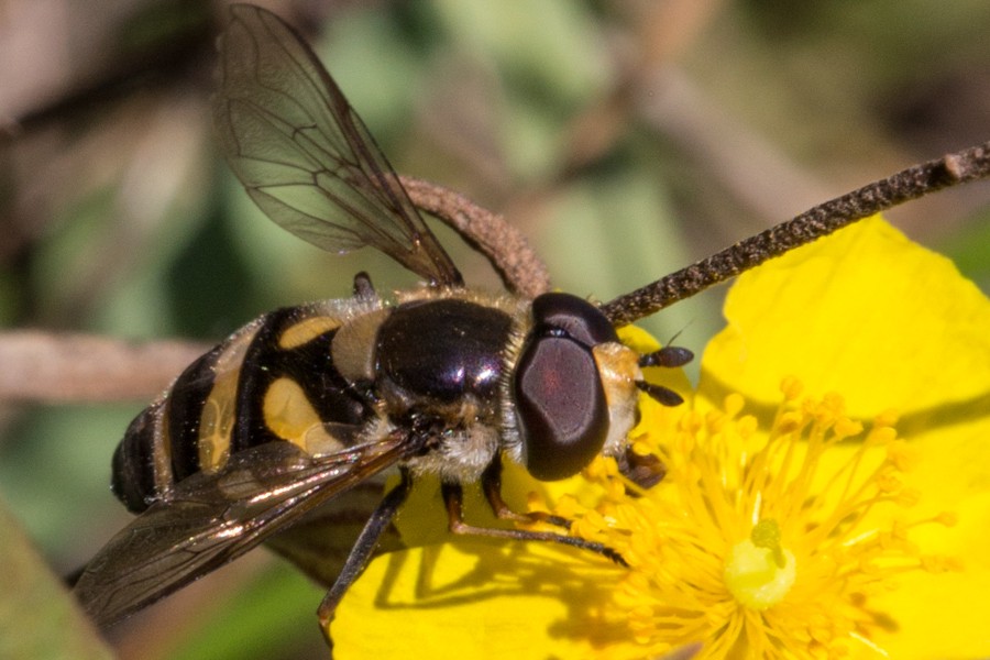 Schmale Breitbauchschwebfliege