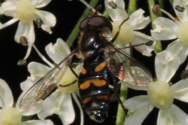 Schmale Breitbauchschwebfliege