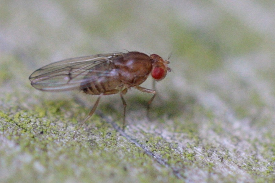 Drosophila immigrans