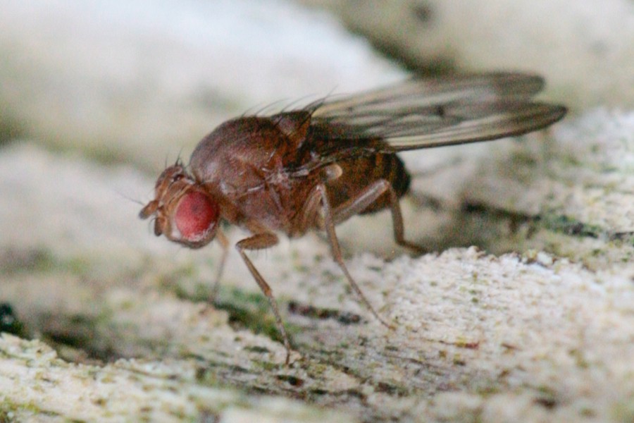 Drosophila immigrans