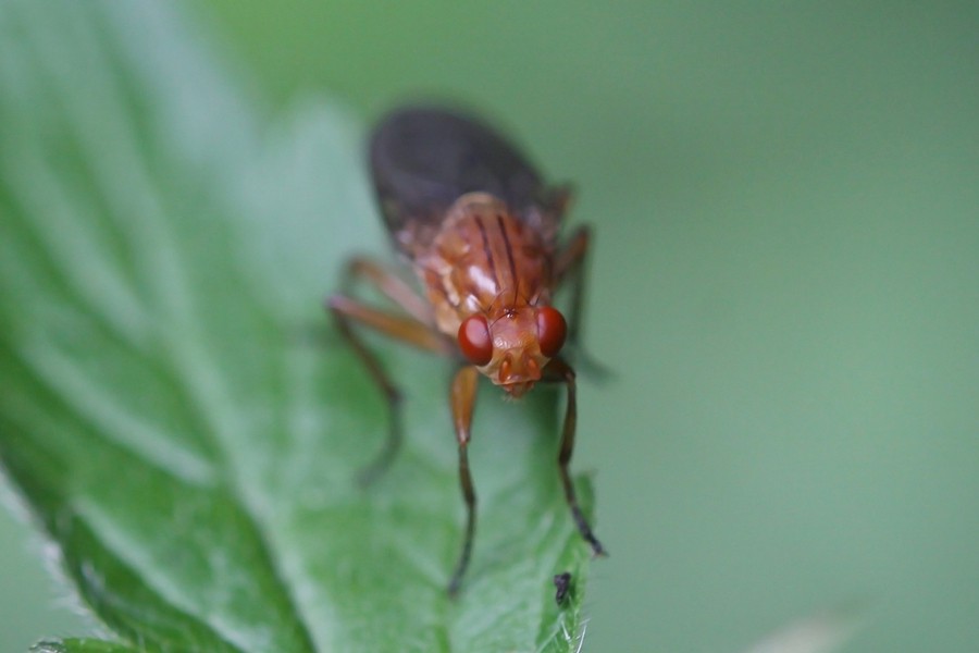 Dryomyza anilis