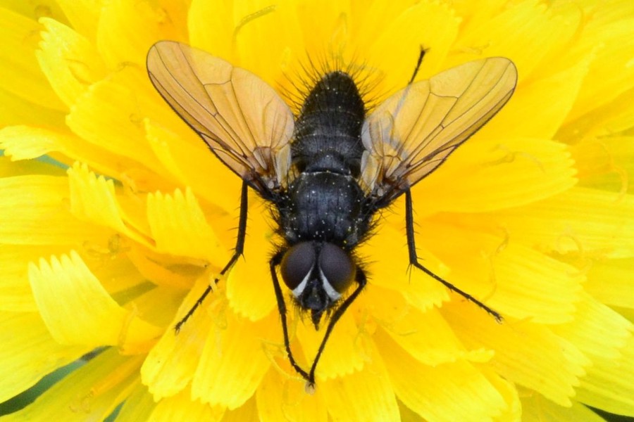 Drymeia hamata
