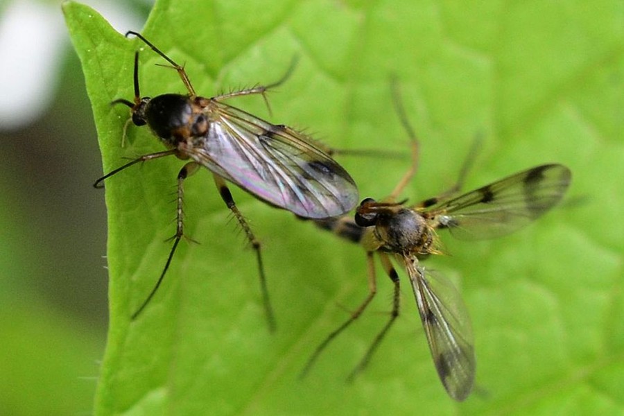 Dynatosoma fuscicorne