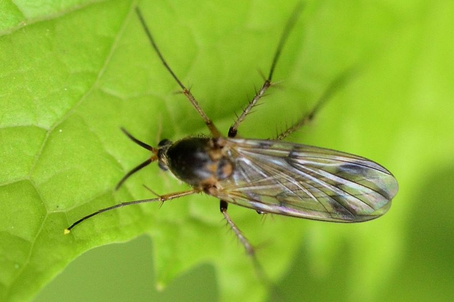 Dynatosoma fuscicorne