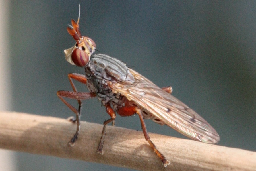 Elgiva cucularia