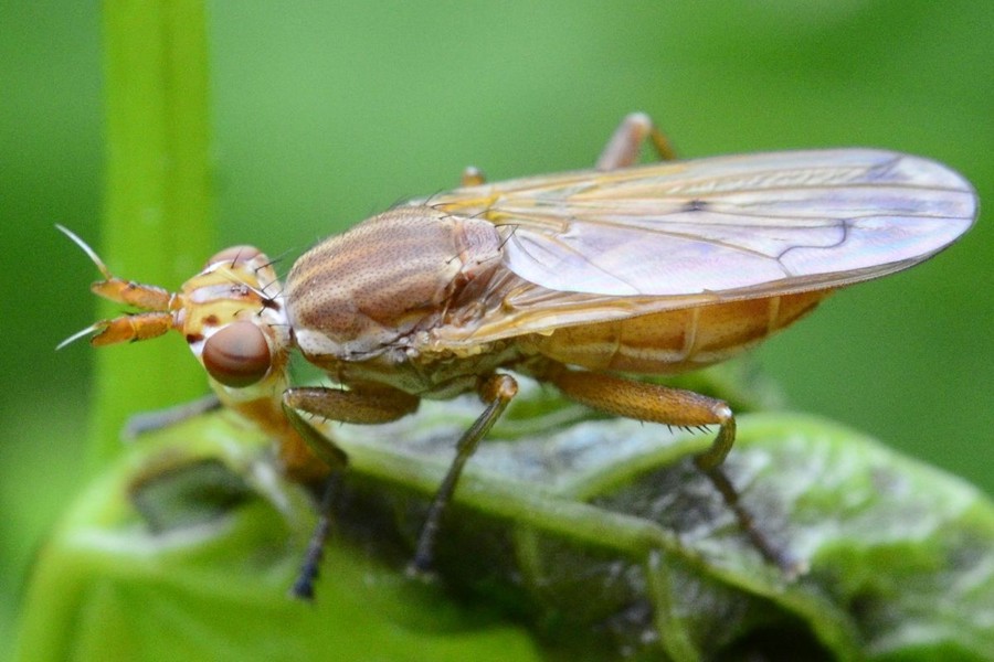 Elgiva solicita