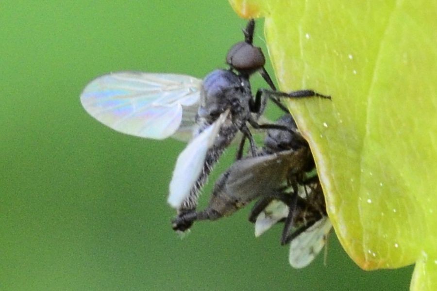 Empis chioptera