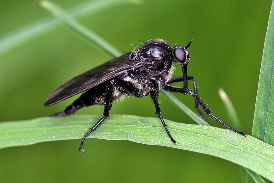 Schwarze Tanzfliege