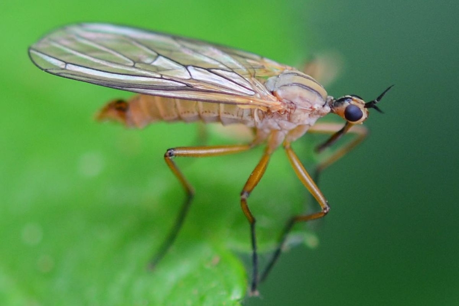 Empis digramma