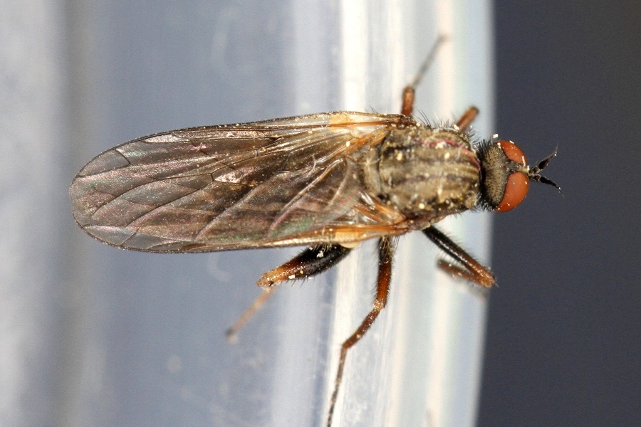 Empis femorata