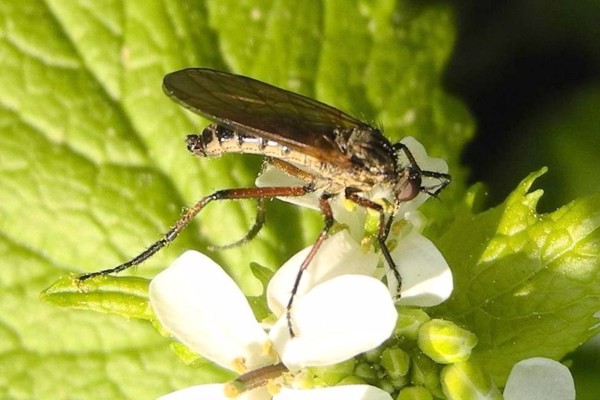 Empis opaca