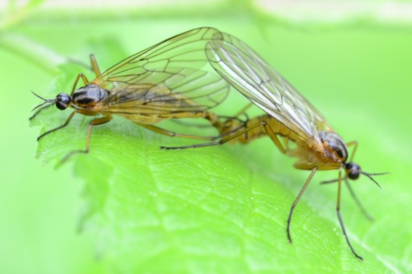 Empis trigramma